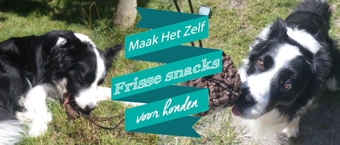 hondenijsje