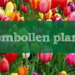Bloembollen planten